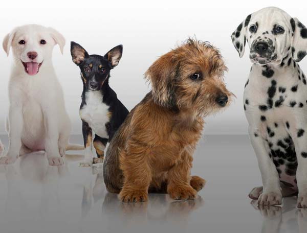 Mutt vs. Purebred Characteristics Of Effective Portfolio Diversification